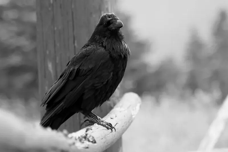 Estrategias test matrices Raven